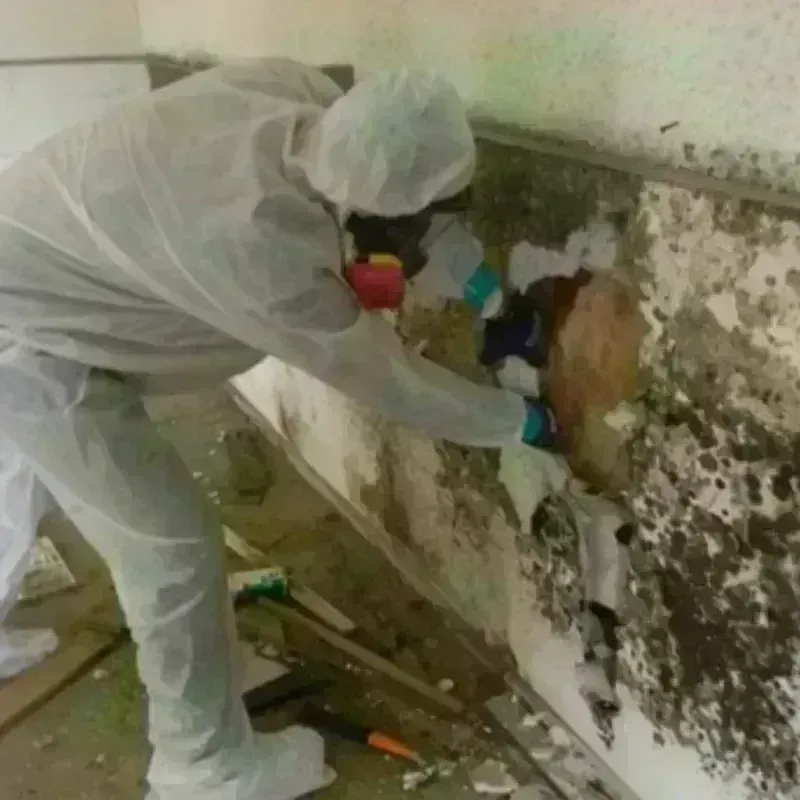 Mold Remediation and Removal in Windsor, NC